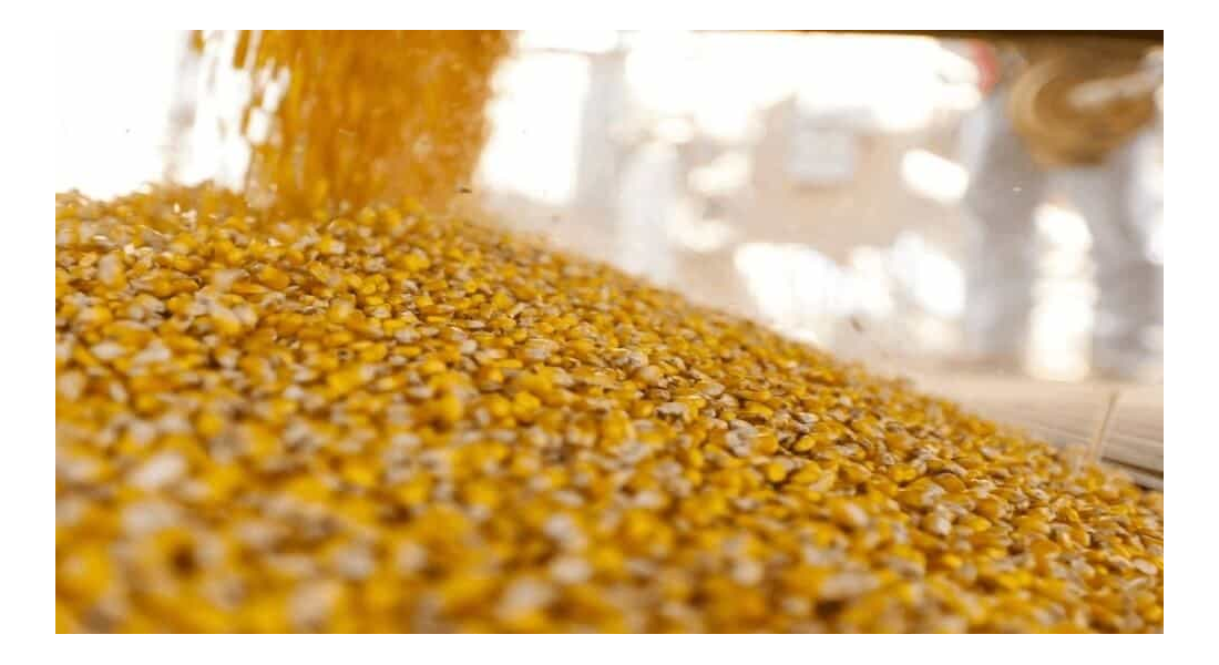 Zastosowanie kukurydzy w produkcji biopaliw